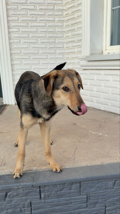 Чудесная Ника, возраст 6 мес., ищет дом