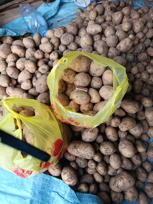 Дачная картошка.