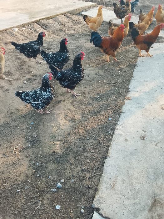 Үйрек сатылады. Утка продается