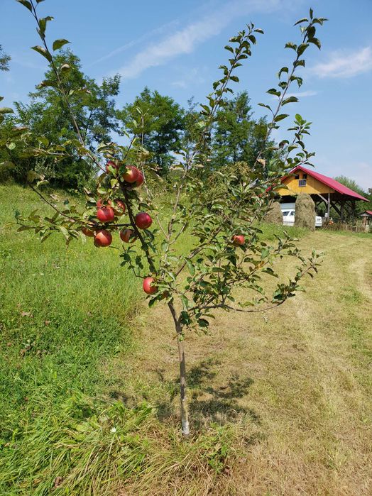 Pamant Intravilan 5 000mp Bradetu Argeș - asfalt, curent, apa, acte, pomi fructiferi, fantana - drenaj