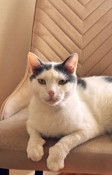 Отдам котика в добрые руки