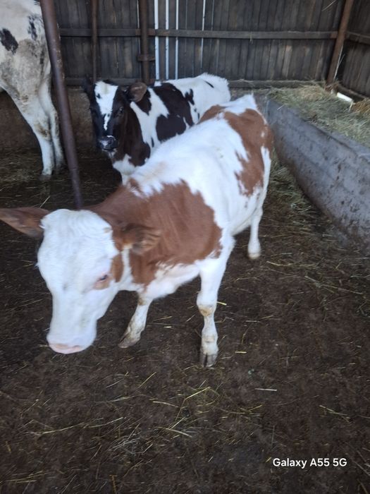 Vand vitele bălțate