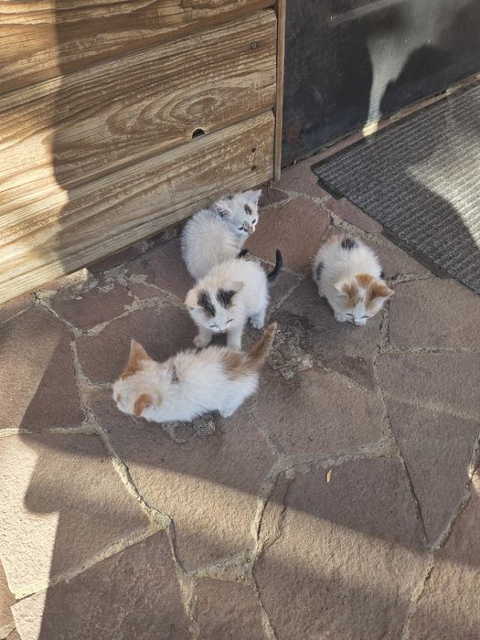 Отдам кошку с котятами