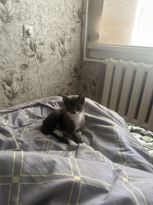 Отдам котенка в добрые руки