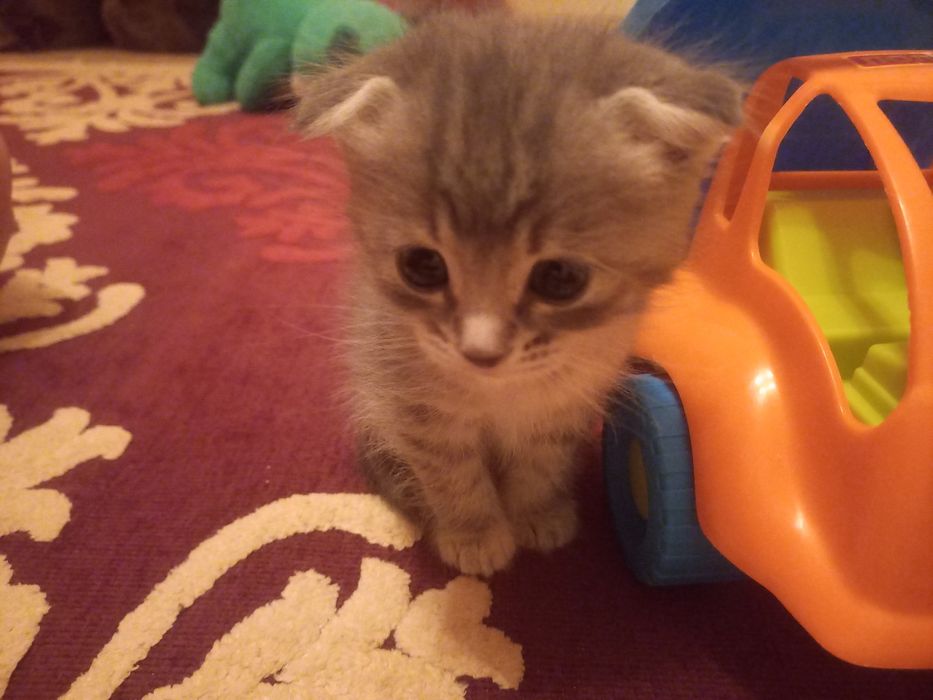 Вислоухий котёнок 1 месяц {дев-а}