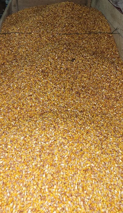 Vând porumb boabe