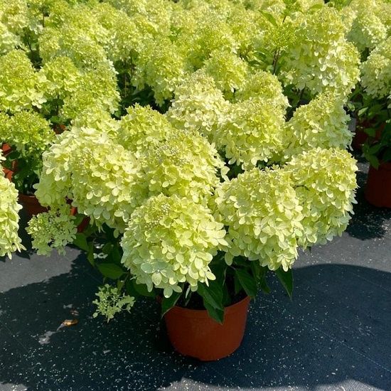 Саженцы гортензии