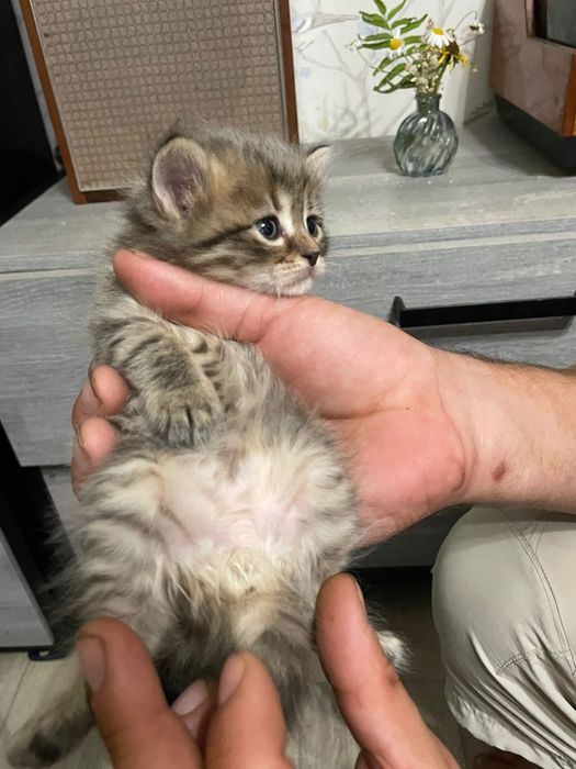 отдам  котят в добрые руки,Актобе