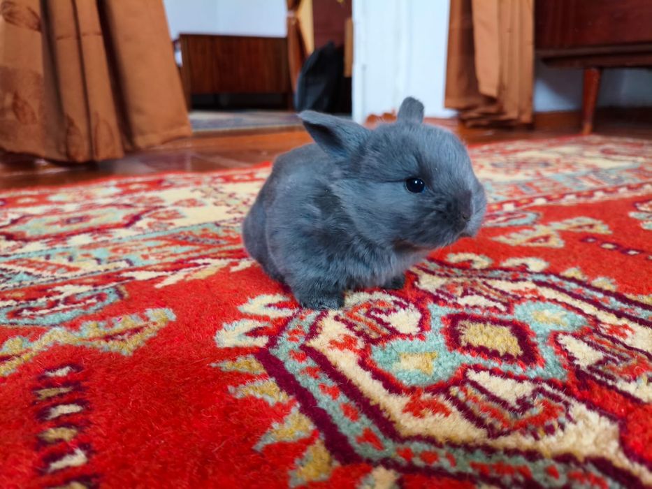 Продам декоративных кроликов