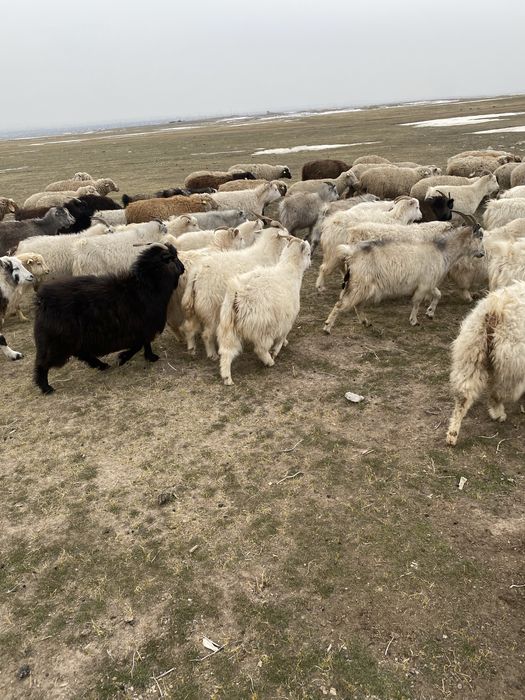 Ешкилер сатылады