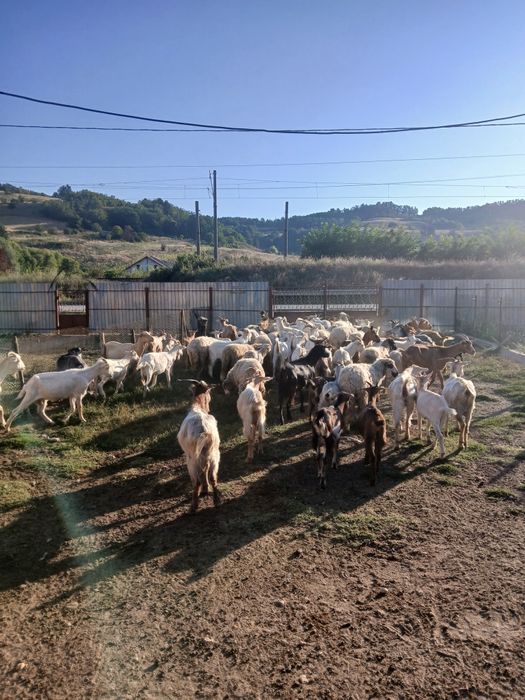 CAPRE  de vanzare