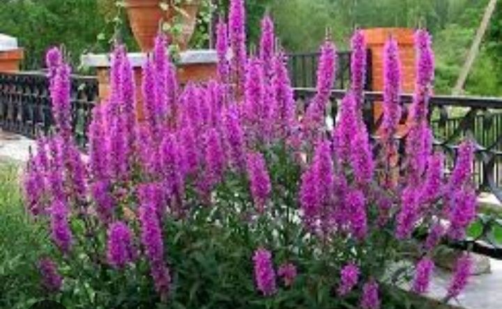 Продам многолетние цветы и кустарники