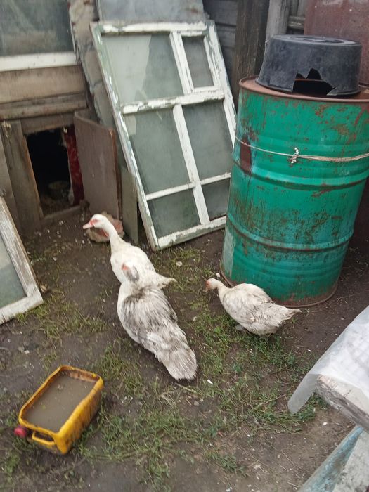 Продам индоуток в городе