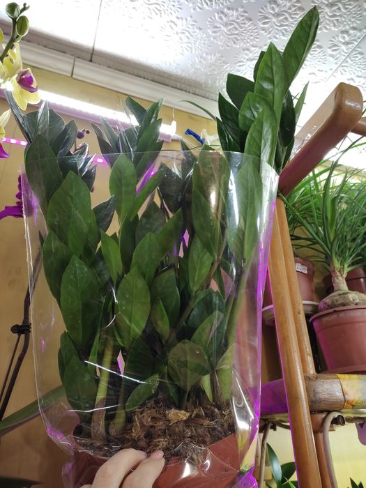 Замиокулькасы разных размеров