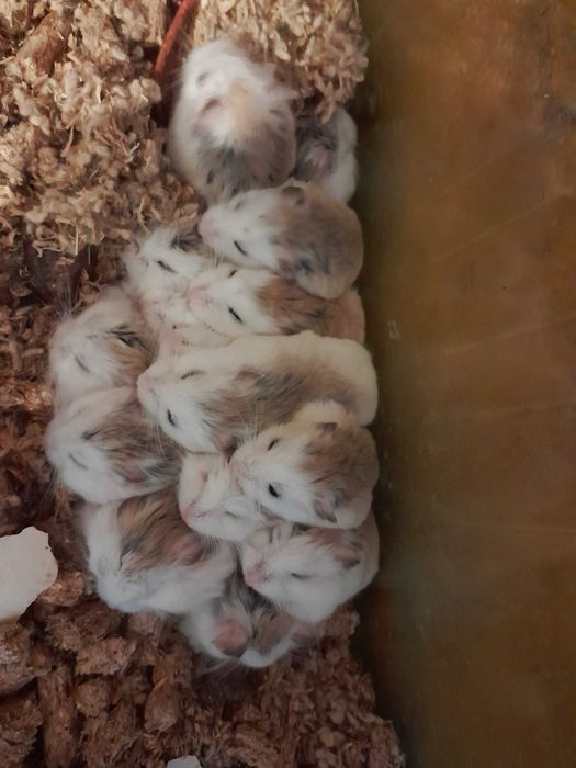 Хомячки малыши роборовского,  3 й хомяк в подарок, доставка,  алматы