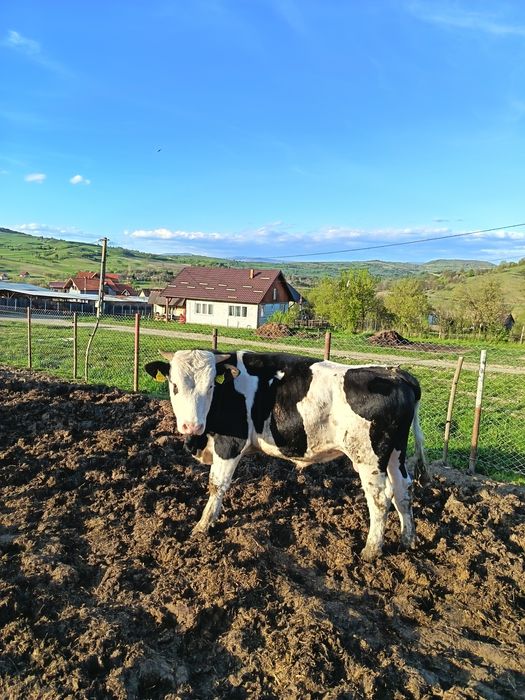 Tauri pentru montă