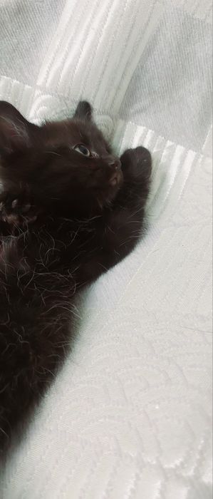Котёнок Девочка В Добрые Руки