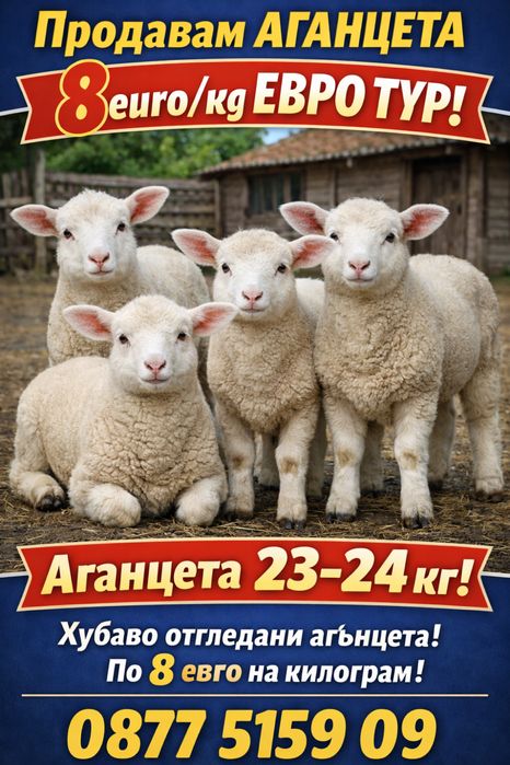 Агнета по 23/24 кг 8€ кг
