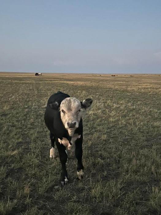 Подсос бұзаулар сатам