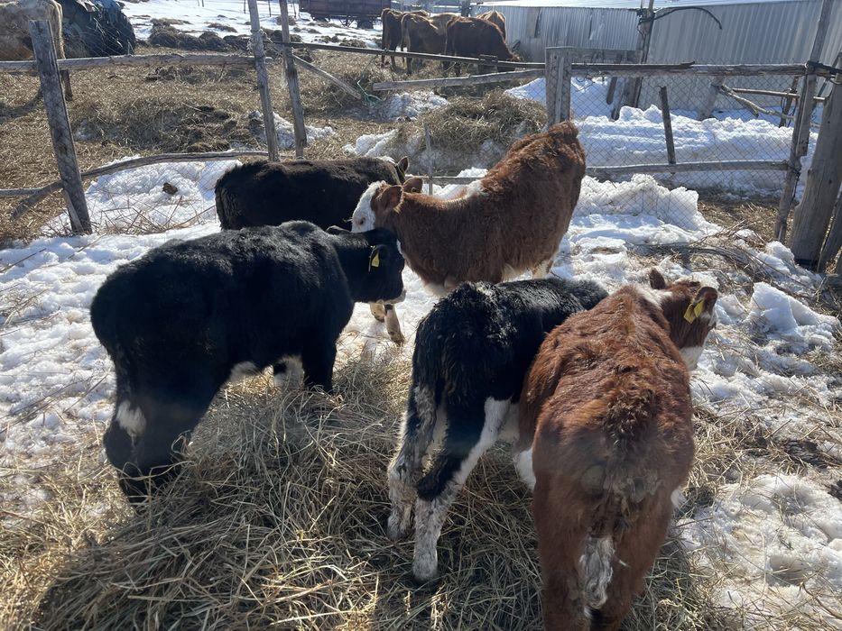 продам месячных телочек