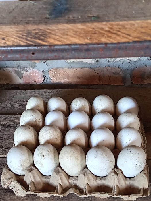 Яйца гусиные губернаторские и линда