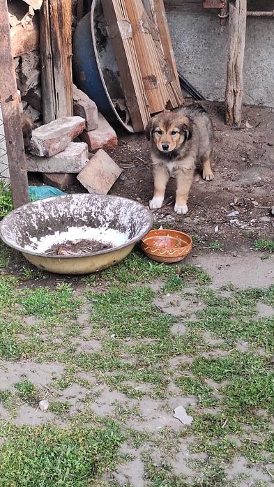 Donez cățeluși drăguți