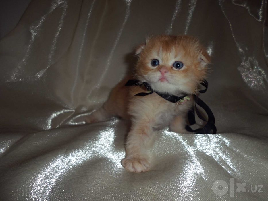 Чистокровный котенок скоттиш фолд