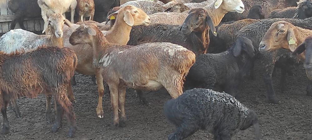 Продам  бараны и овцы
