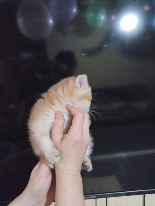 Золотая шиншилла