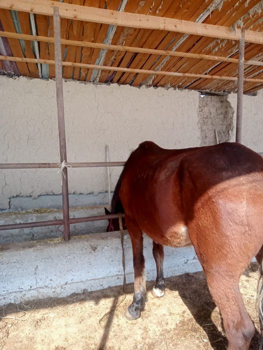 Жуас бие саумалы