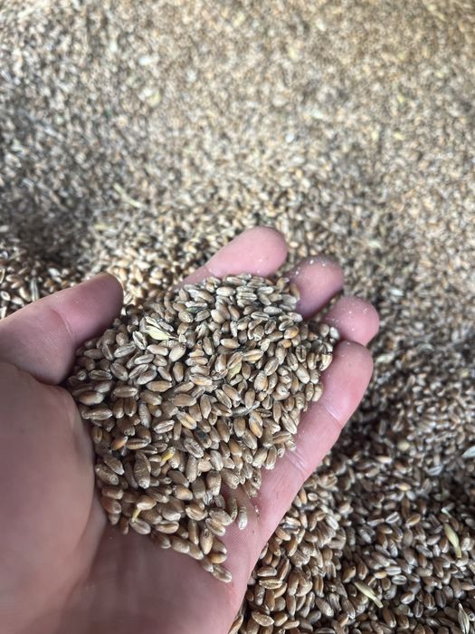 Vand grau calitate superioara,asigur transport