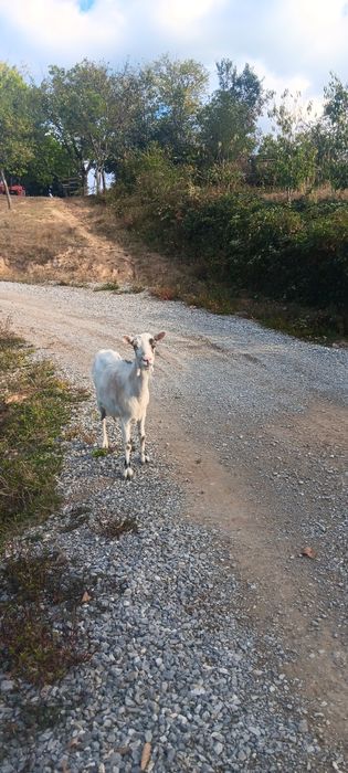 Vând o capră românească
