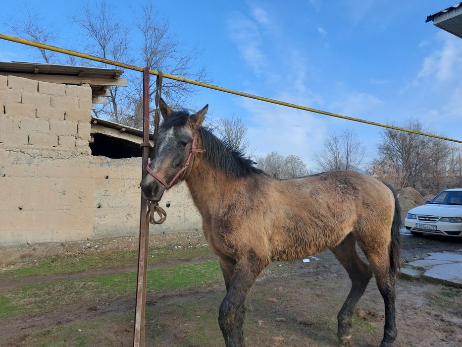 1,5 жасар тай сатылады