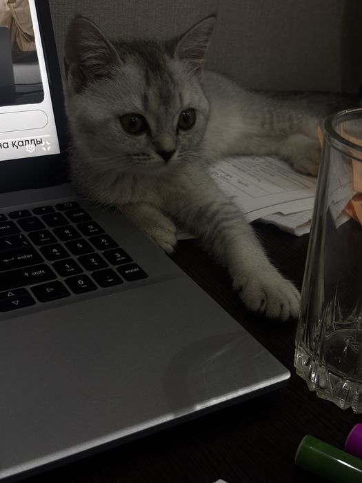 Кошка британский 6 мес