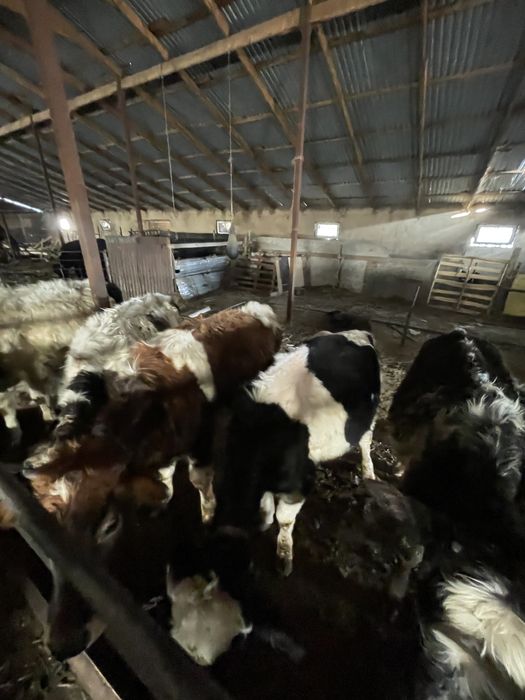 Продается скот галештейн