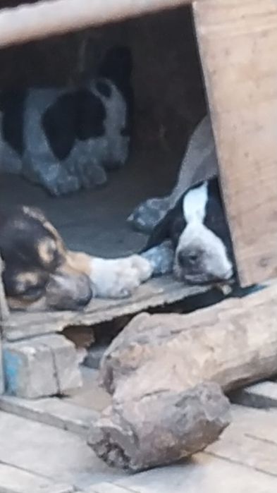 Собака - верный друг