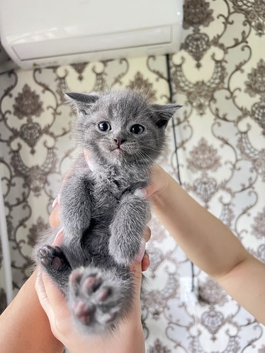 Продаются котята от правильной породы