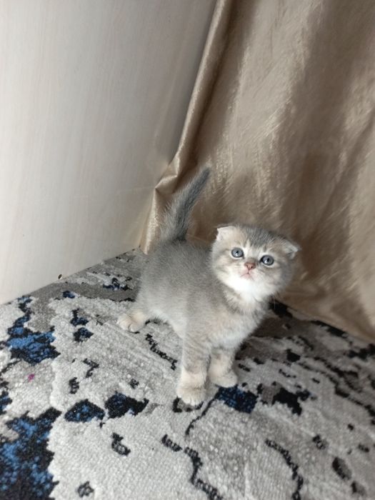 Вислоухие котята