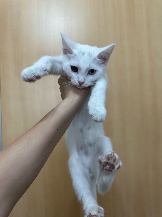 Котёнок 3 месяца