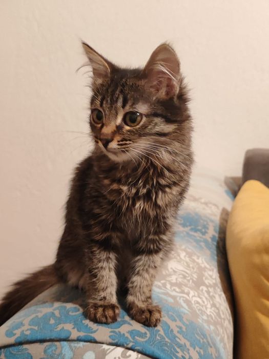 Ласковые котята ищут дом