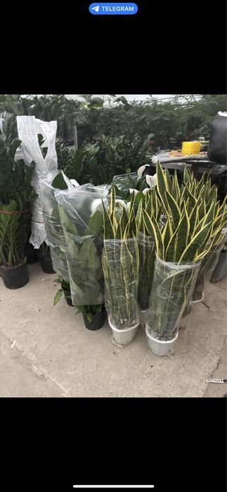 Гулдер ЦВЕТЫ оптом И В РОЗНИЦУ