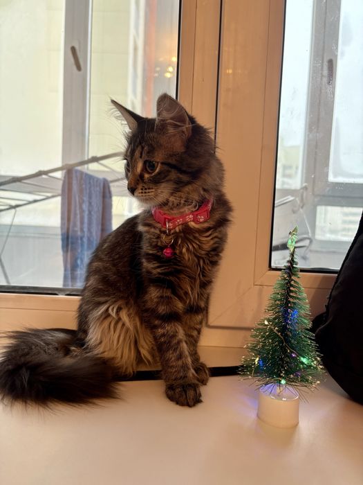 Кошка,5-6 месяцев