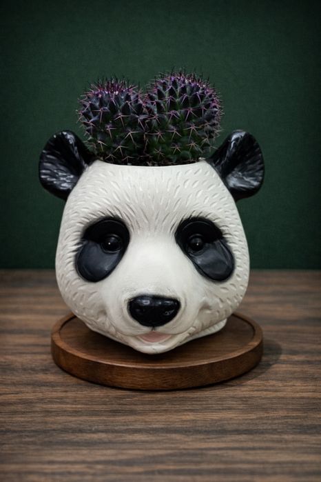 Комнатные цветы .