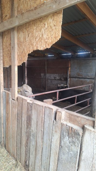 Продам КХ -20сот в месте скотом