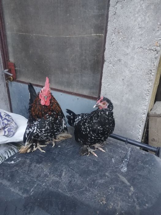 Găini pitice pereche.