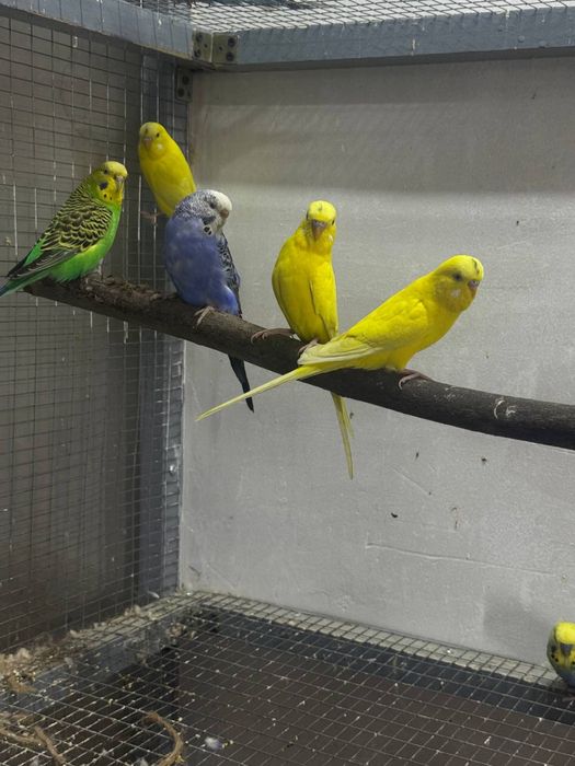 Tuti qush Valnisti toʻti qushla sotilad