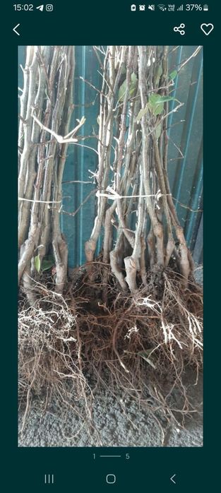 Продам саженцы Яблони