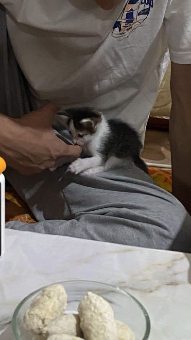 Отдам котять в хорошие руки