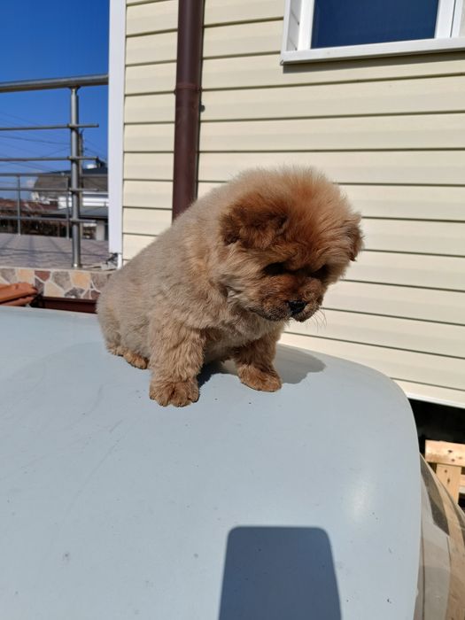 Чау чау         .