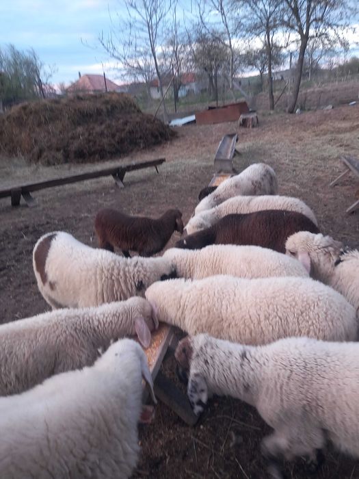 Vând 30 de oi cu miei. Preț  negociabil